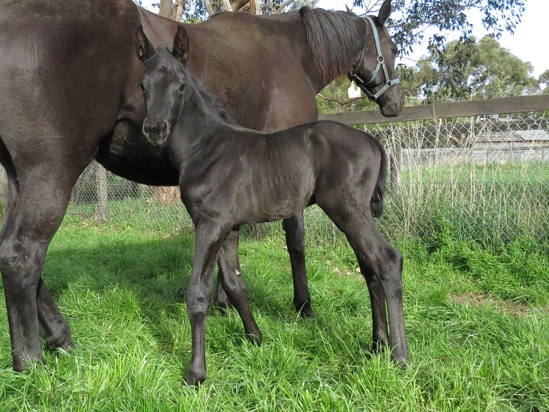 102 Ivy x Warmblood blkc 09-15